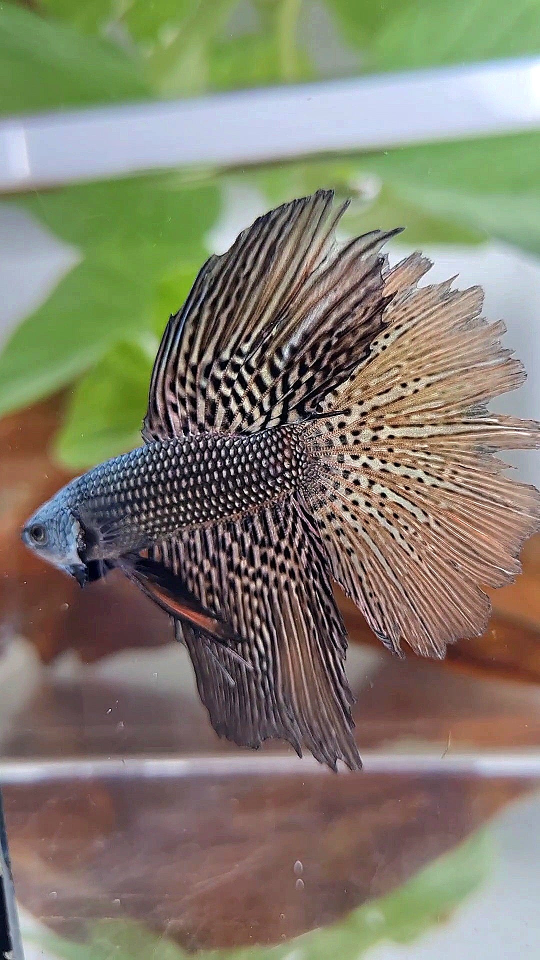 LUXURY HALFMOON ROSETAIL ALIEN COPPER HYBRID WILD BETTA FISH