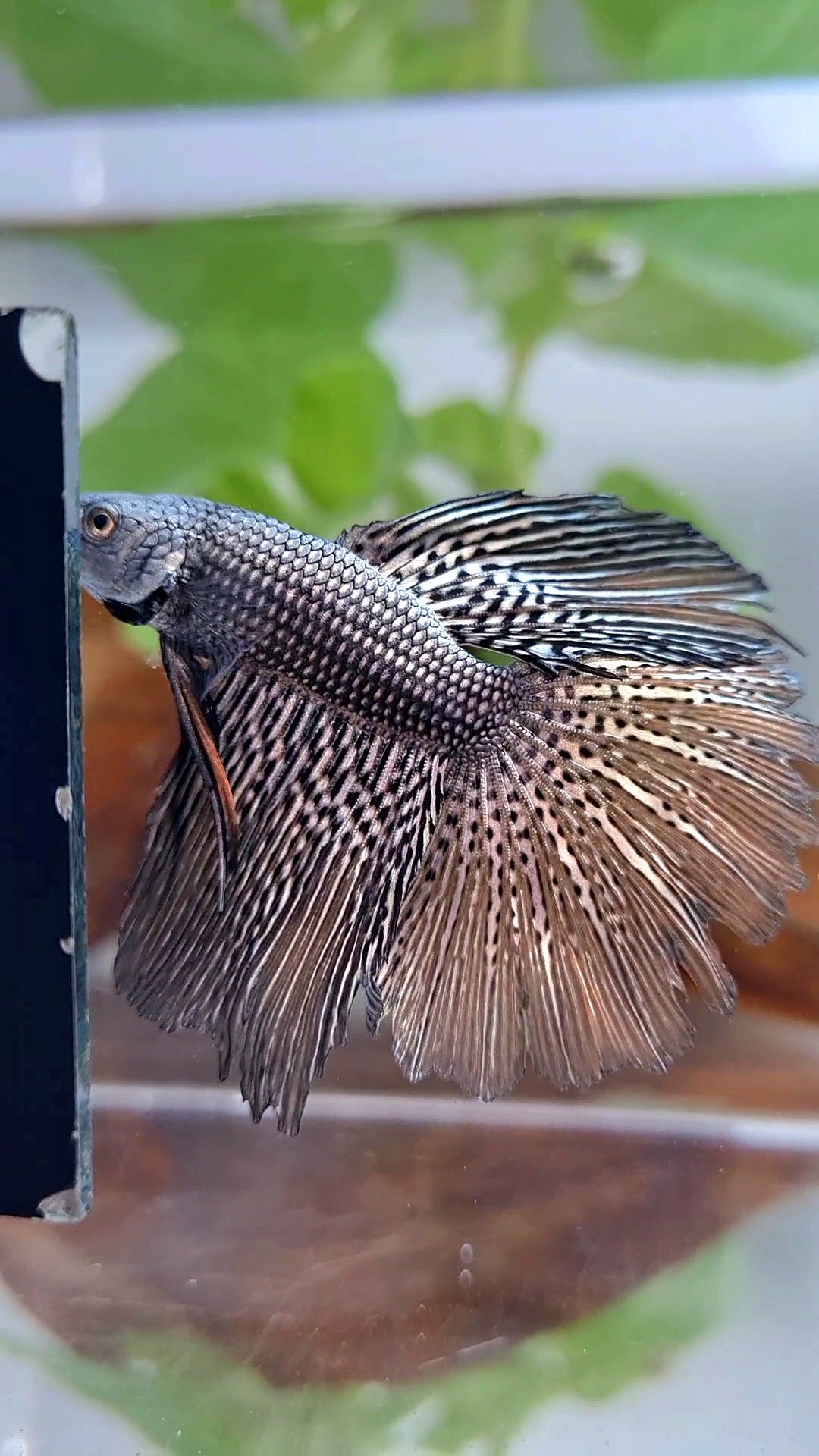 LUXURY HALFMOON ROSETAIL ALIEN COPPER HYBRID WILD BETTA FISH