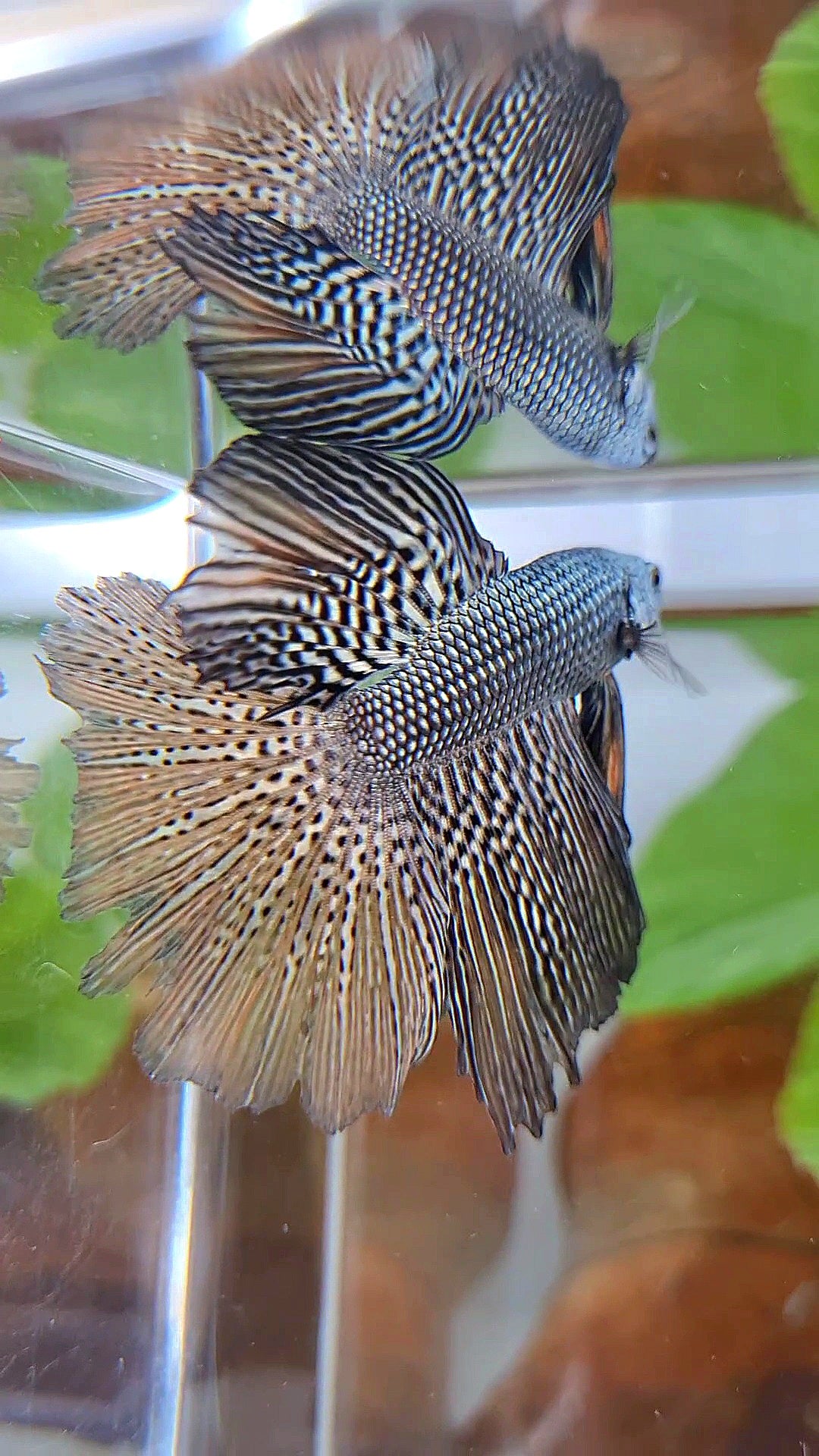 LUXURY HALFMOON ROSETAIL ALIEN COPPER HYBRID WILD BETTA FISH