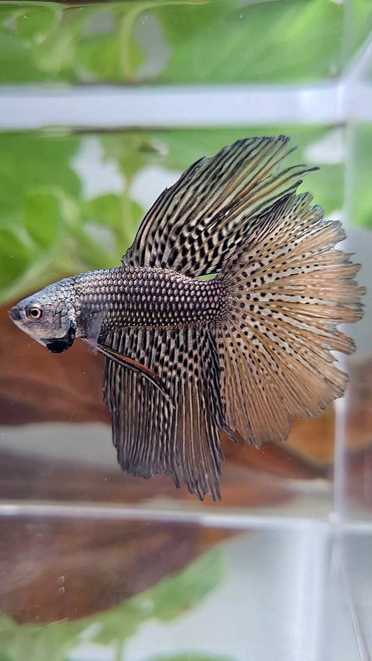 LUXURY HALFMOON ROSETAIL ALIEN COPPER HYBRID WILD BETTA FISH