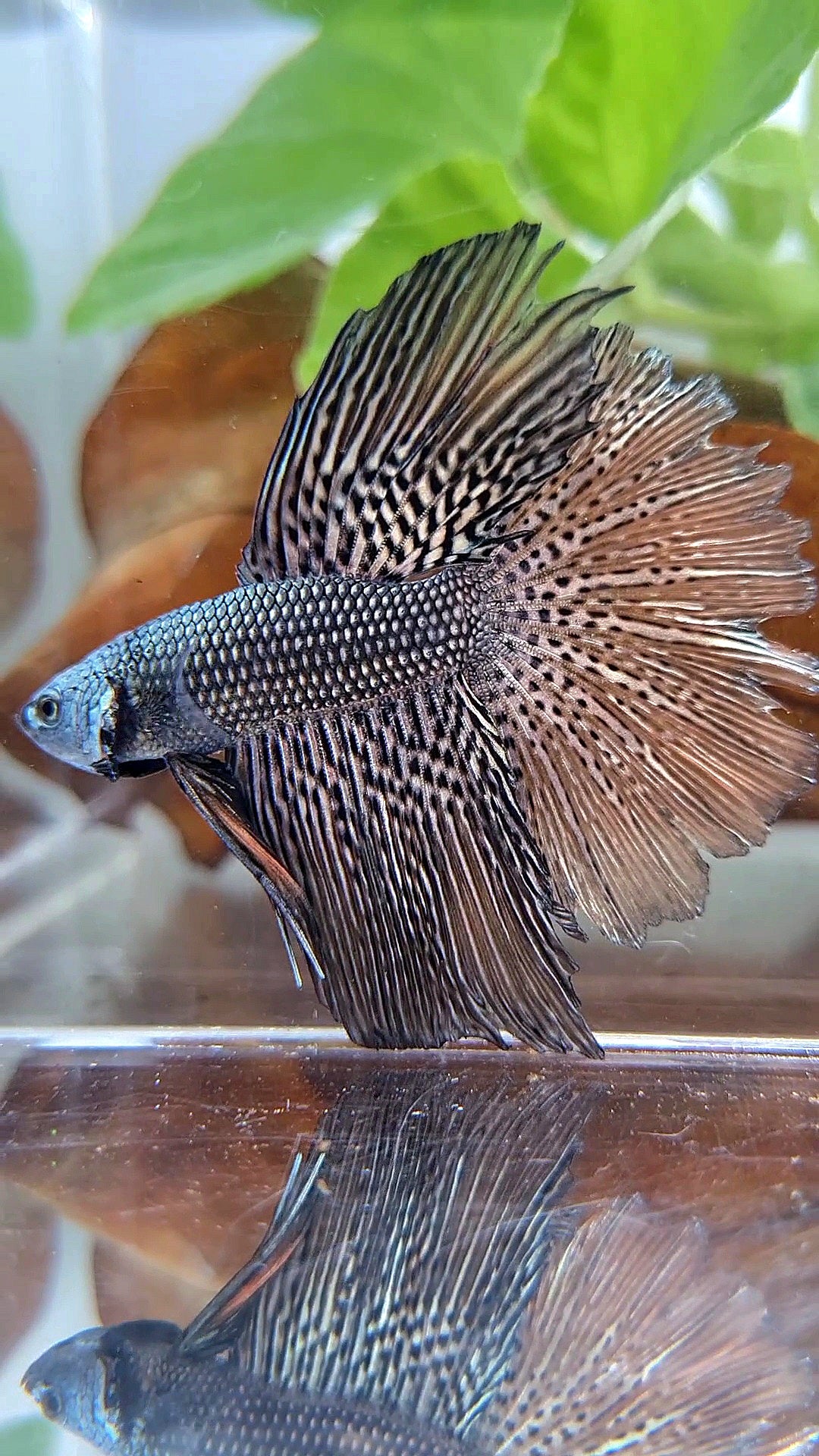 LUXURY HALFMOON ROSETAIL ALIEN COPPER HYBRID WILD BETTA FISH