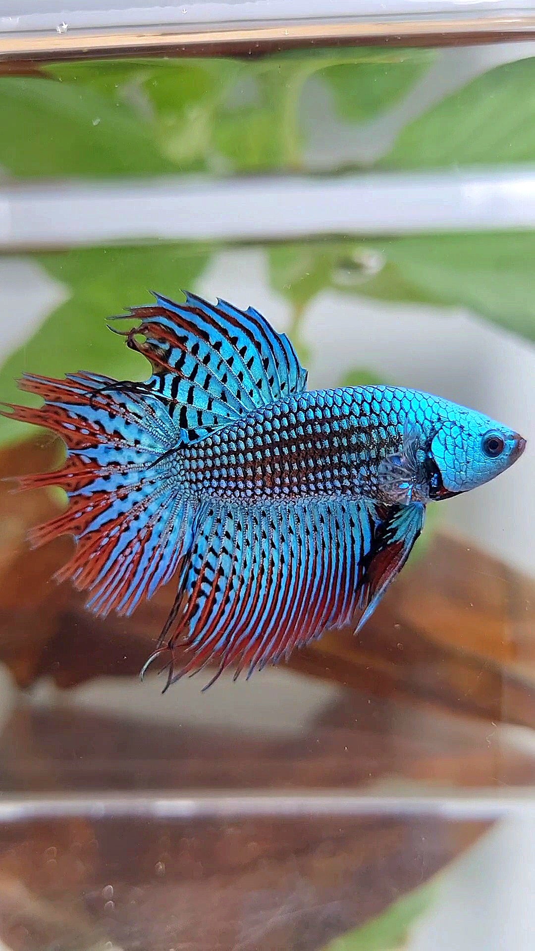 LUXURY CROWNTAIL ALIEN GREEN BLUE HYBRID WILD BETTA FISH