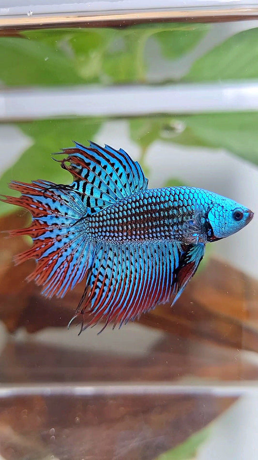 LUXURY CROWNTAIL ALIEN GREEN BLUE HYBRID WILD BETTA FISH