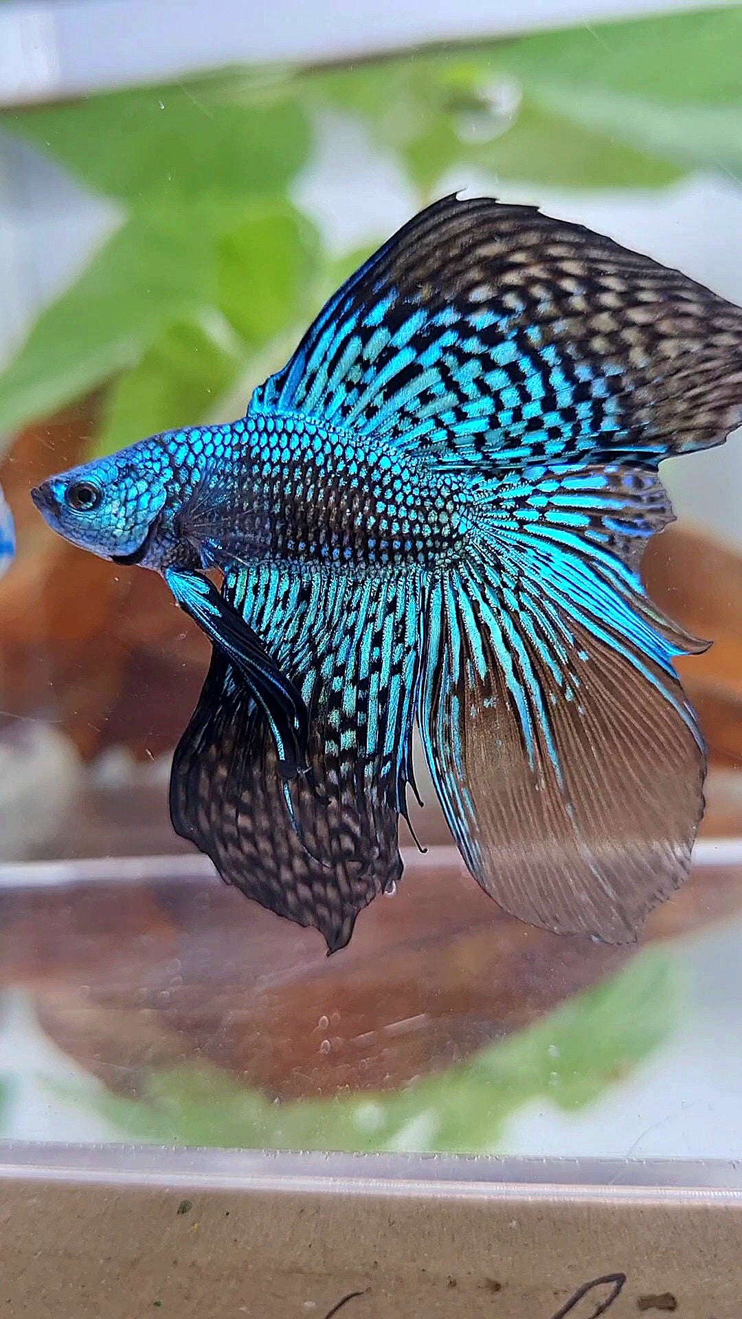 LUXURY HALFMOON DOUBLE TAIL ALIEN GREEN BLUE HYBRID WILD BETTA FISH
