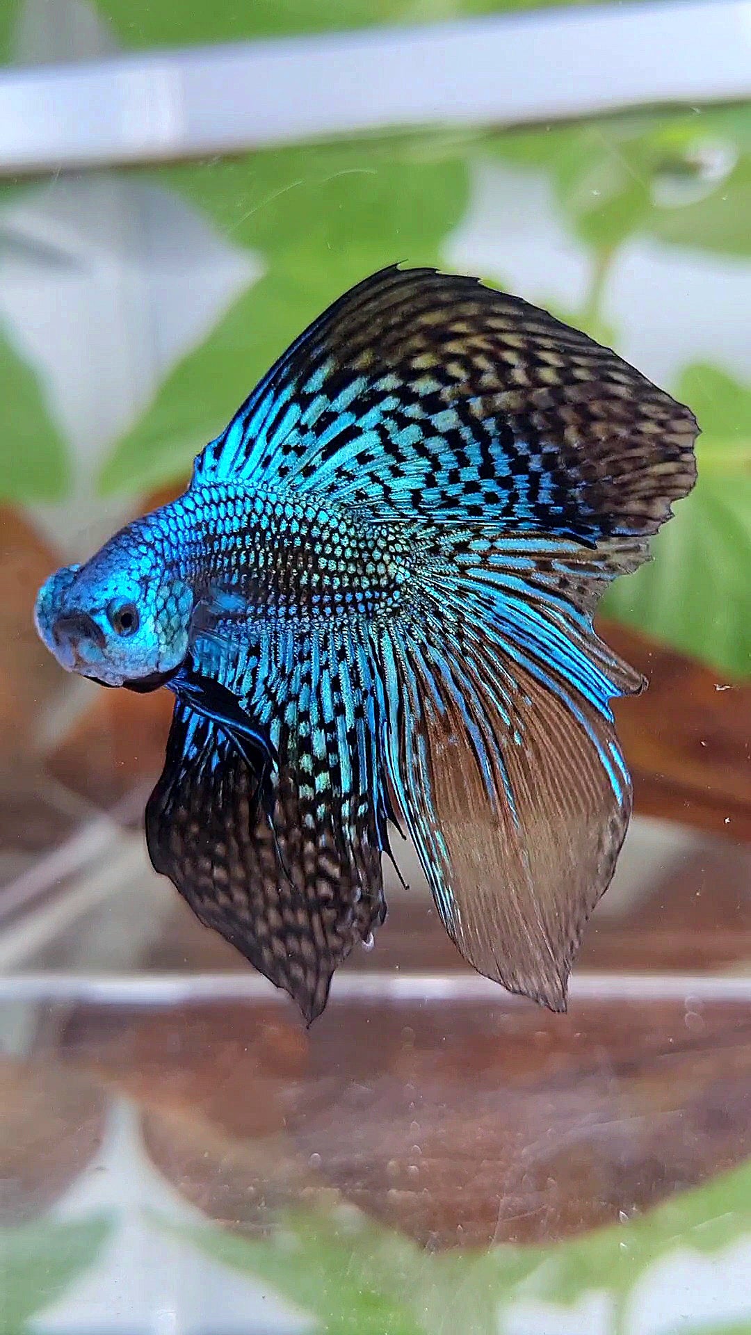 LUXURY HALFMOON DOUBLE TAIL ALIEN GREEN BLUE HYBRID WILD BETTA FISH
