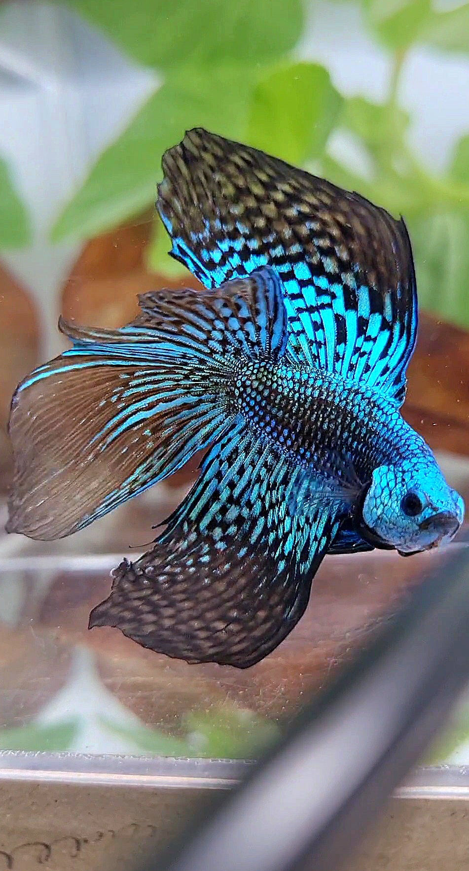 LUXURY HALFMOON DOUBLE TAIL ALIEN GREEN BLUE HYBRID WILD BETTA FISH