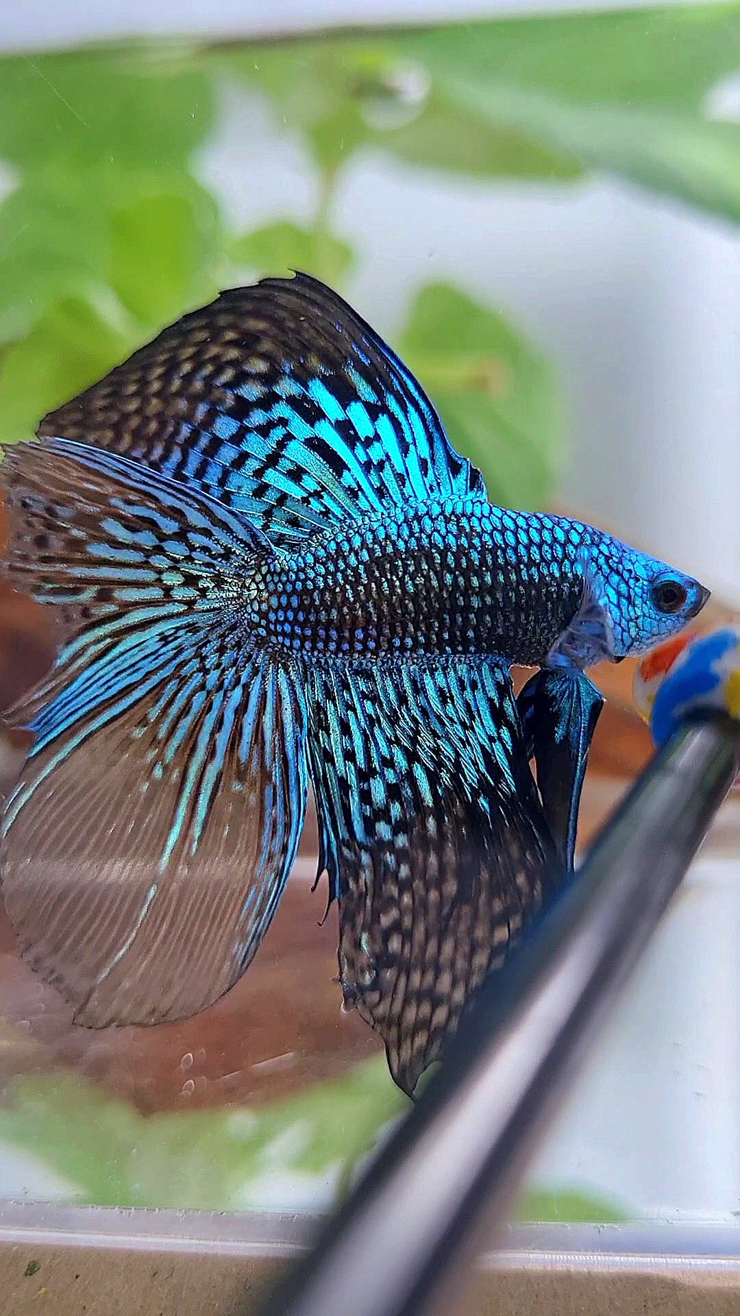 LUXURY HALFMOON DOUBLE TAIL ALIEN GREEN BLUE HYBRID WILD BETTA FISH