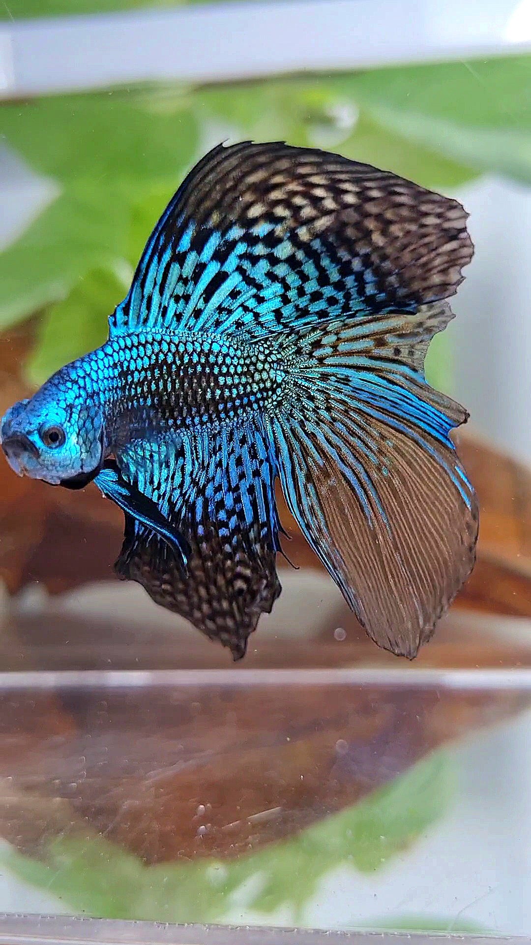 LUXURY HALFMOON DOUBLE TAIL ALIEN GREEN BLUE HYBRID WILD BETTA FISH