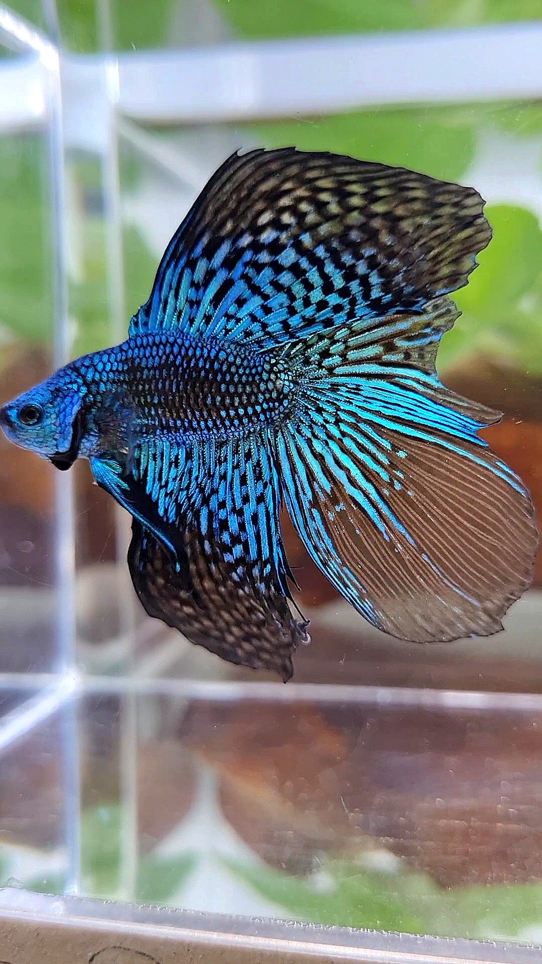 LUXURY HALFMOON DOUBLE TAIL ALIEN GREEN BLUE HYBRID WILD BETTA FISH