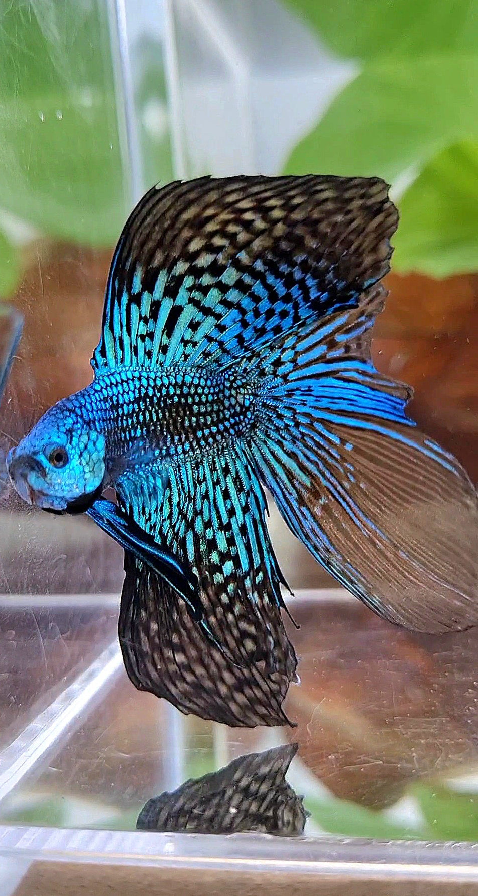 LUXURY HALFMOON DOUBLE TAIL ALIEN GREEN BLUE HYBRID WILD BETTA FISH