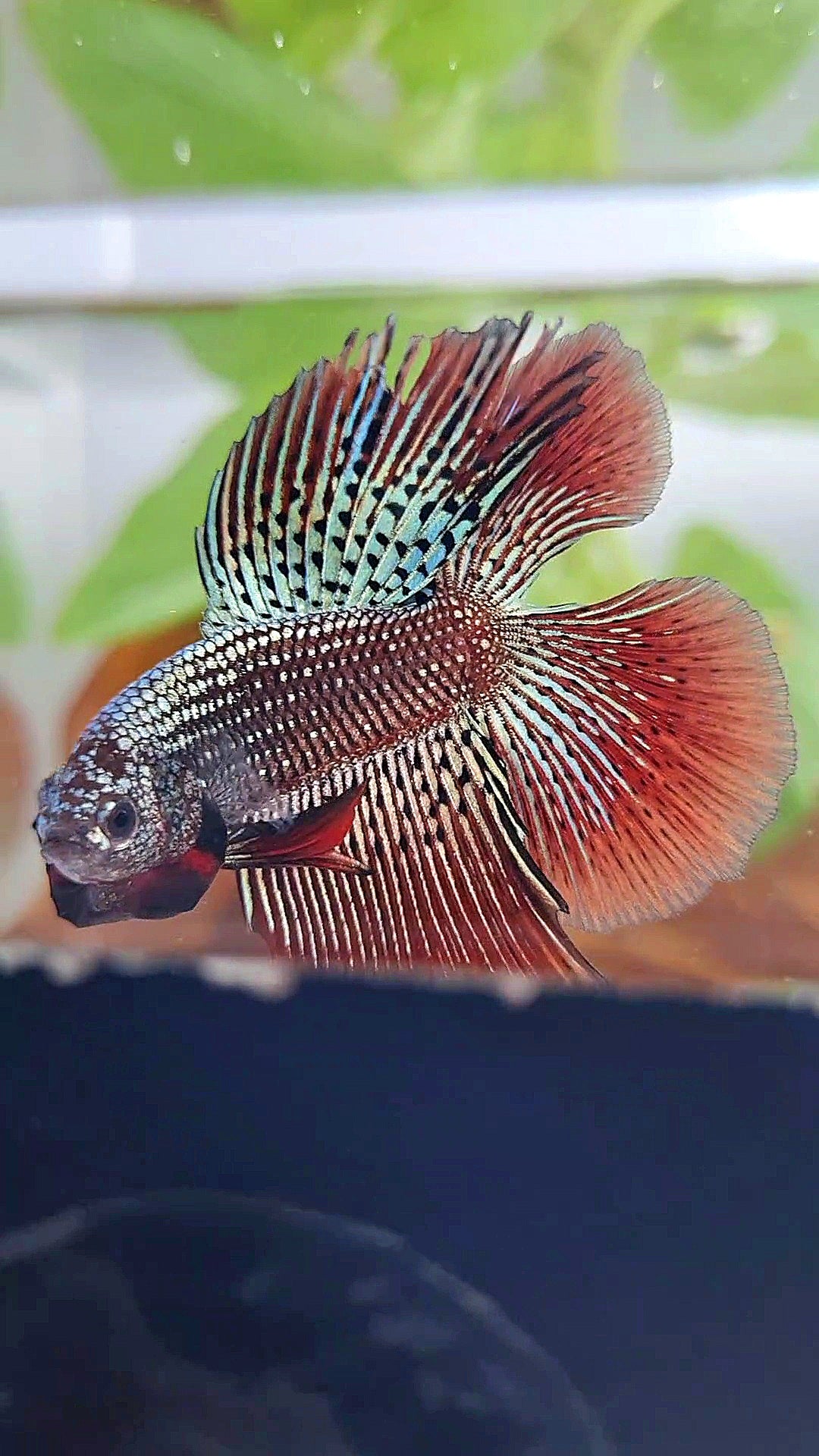 LUXURY HALFMOON DOUBLE TAIL ALIEN COPPER HYBRID WILD BETTA FISH