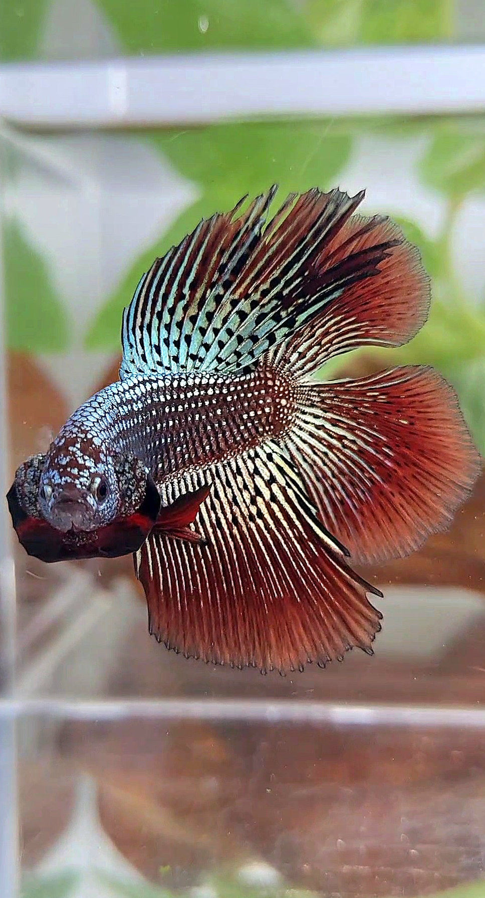 LUXURY HALFMOON DOUBLE TAIL ALIEN COPPER HYBRID WILD BETTA FISH