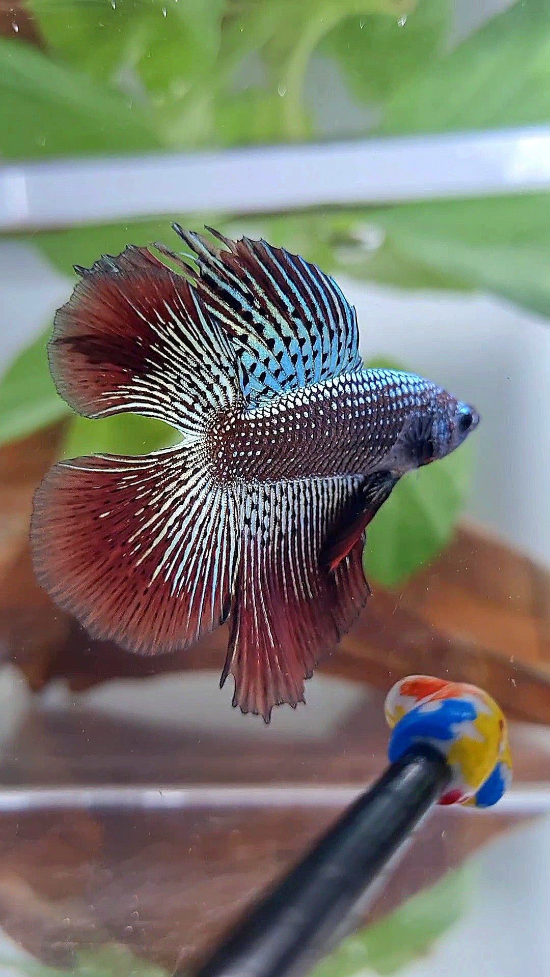 LUXURY HALFMOON DOUBLE TAIL ALIEN COPPER HYBRID WILD BETTA FISH
