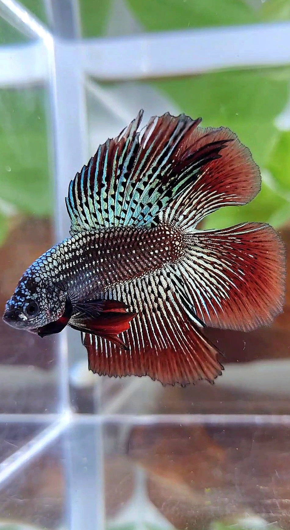 LUXURY HALFMOON DOUBLE TAIL ALIEN COPPER HYBRID WILD BETTA FISH