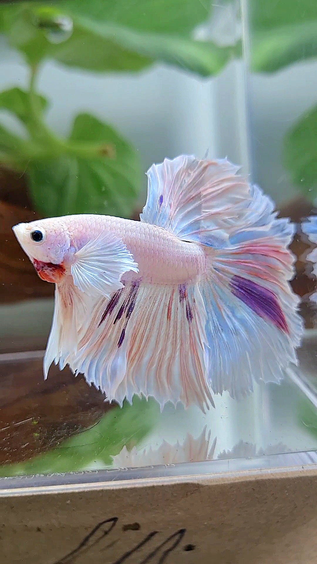 HALFMOON DUMBO EAR ROSETAIL PURPLE SPLASH MULTICOLOR CANDY BETTA FISH