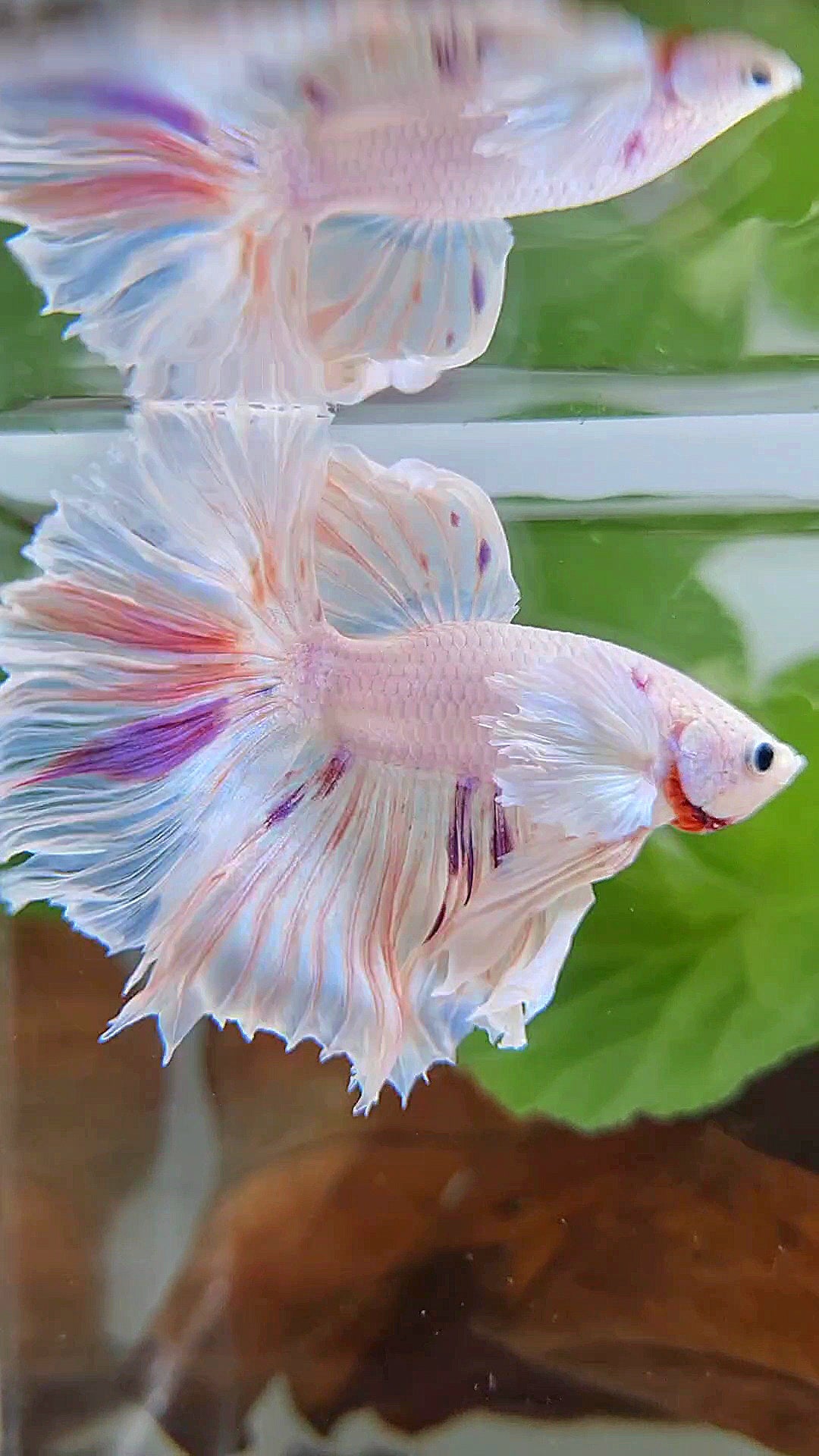 HALFMOON DUMBO EAR ROSETAIL PURPLE SPLASH MULTICOLOR CANDY BETTA FISH