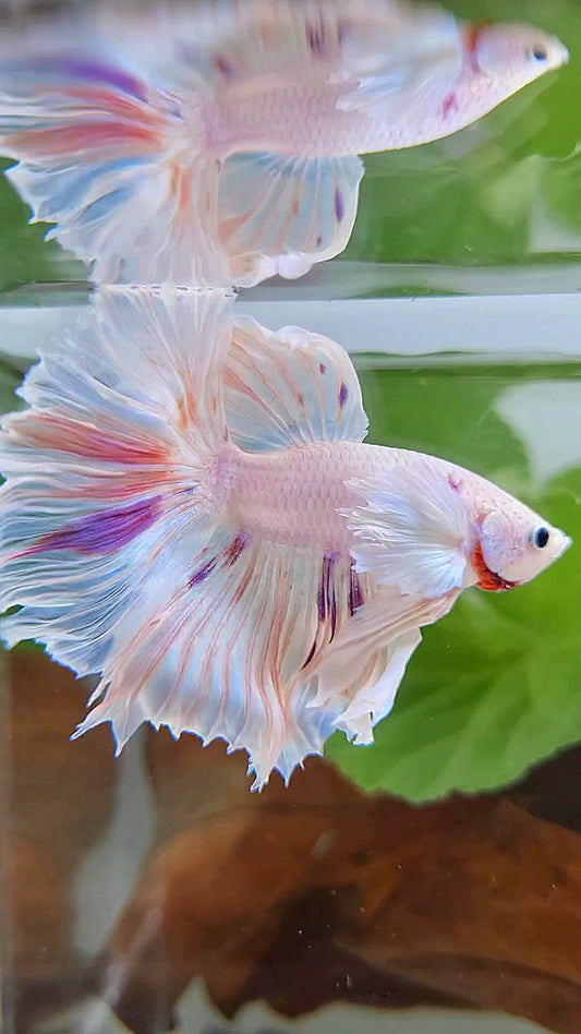 HALFMOON DUMBO EAR ROSETAIL PURPLE SPLASH MULTICOLOR CANDY BETTA FISH