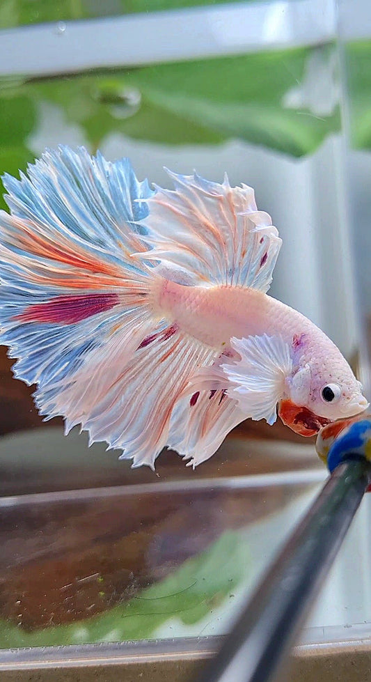 HALFMOON DUMBO EAR ROSETAIL PURPLE SPLASH MULTICOLOR CANDY BETTA FISH