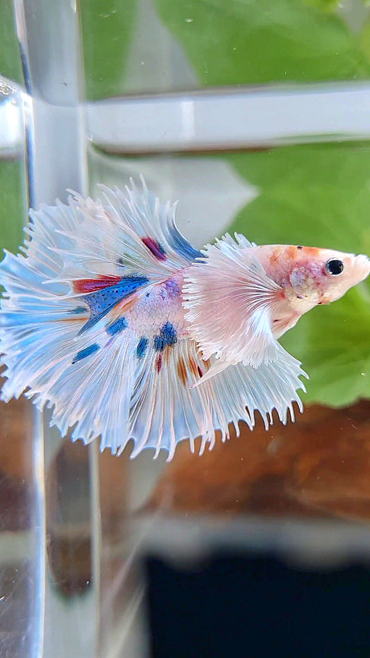 HALFMOON SUPER DUMBO EAR WHITE MULTICOLOR BETTA FISH