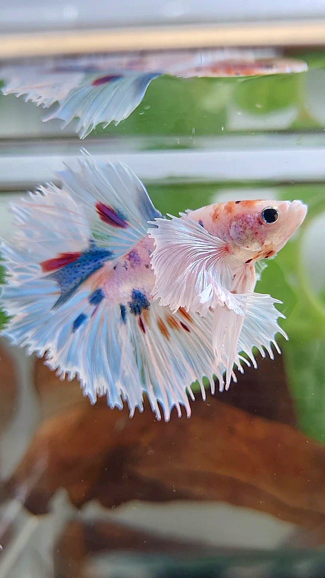 HALFMOON SUPER DUMBO EAR WHITE MULTICOLOR BETTA FISH