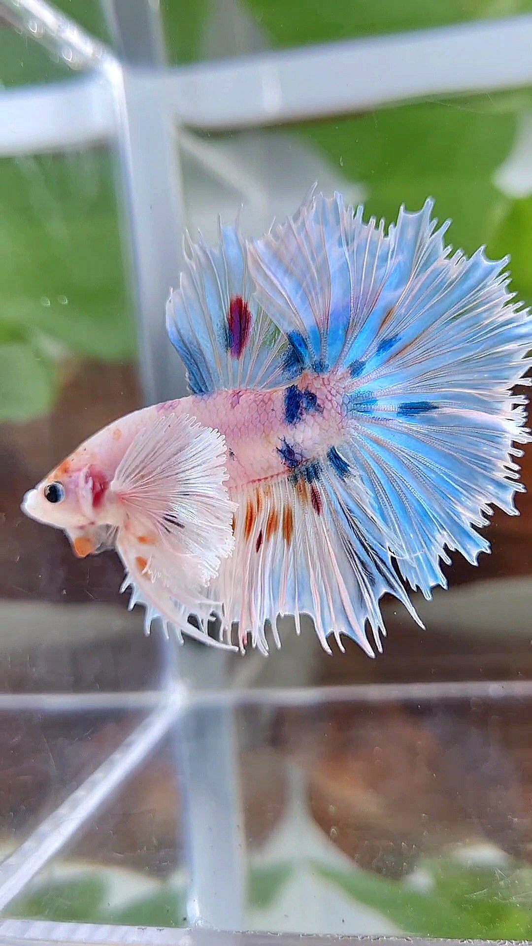 HALFMOON SUPER DUMBO EAR WHITE MULTICOLOR BETTA FISH