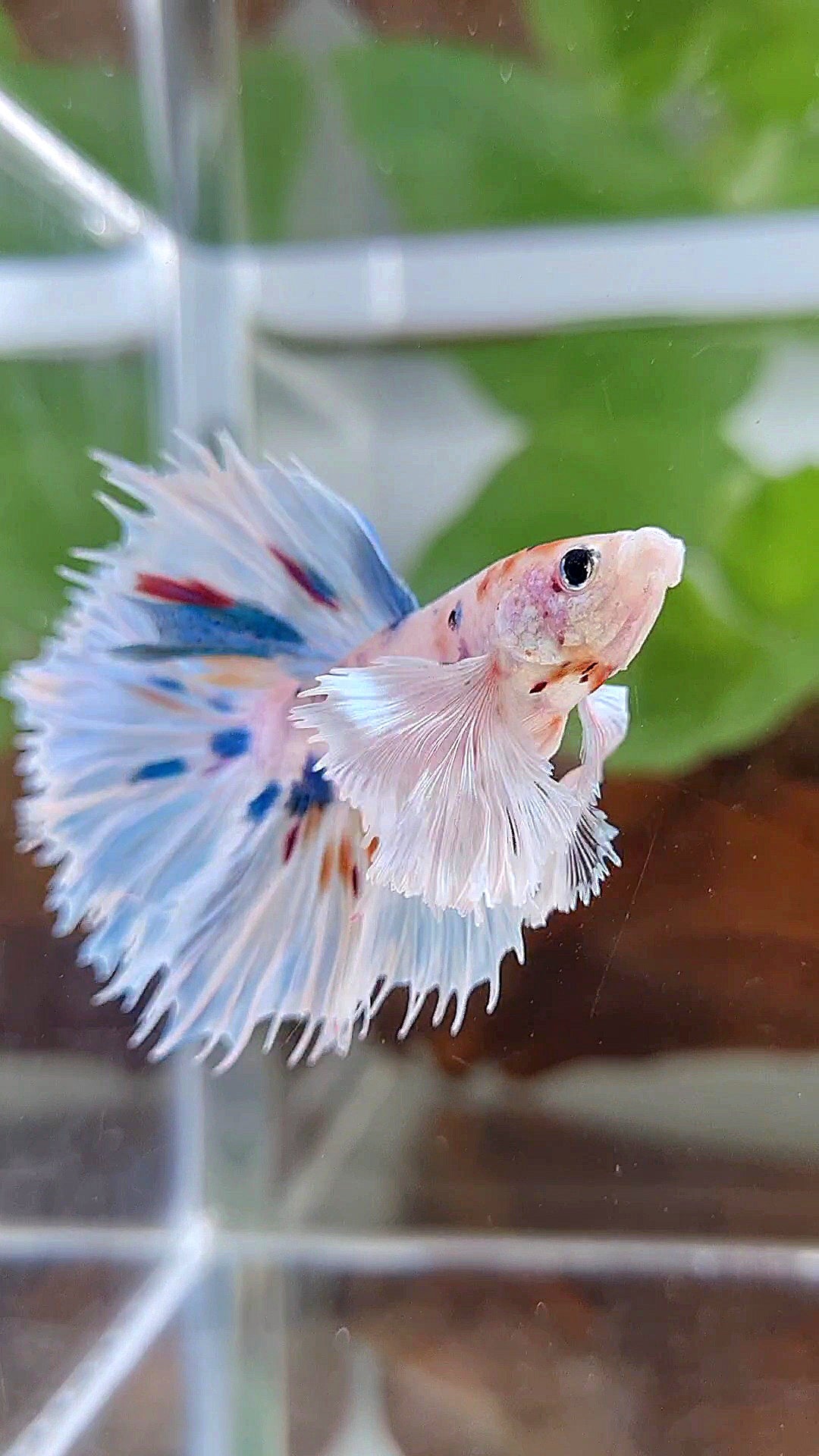HALFMOON SUPER DUMBO EAR WHITE MULTICOLOR BETTA FISH