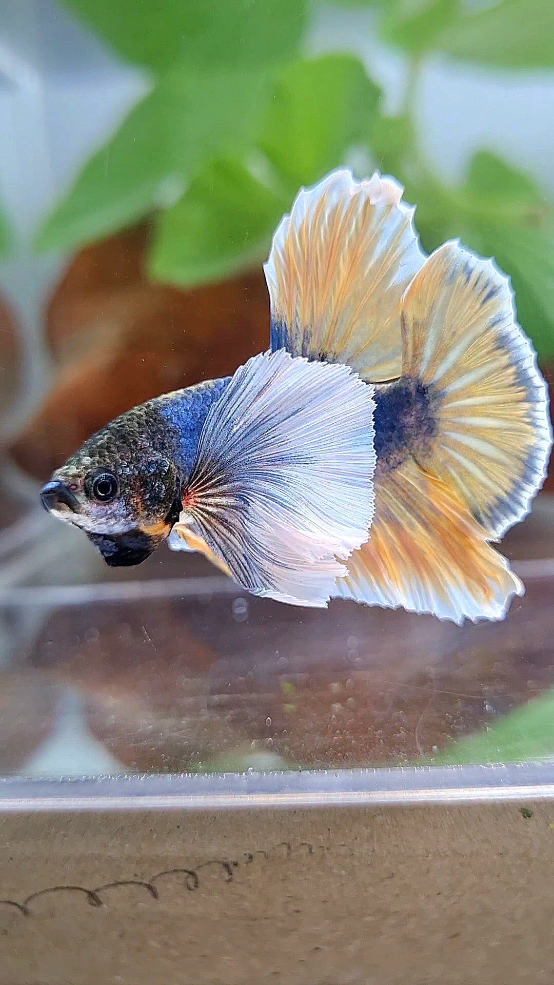 HMPK SUPER DUMBO EAR YELLOW BLUE MASCOT BETTA FISH