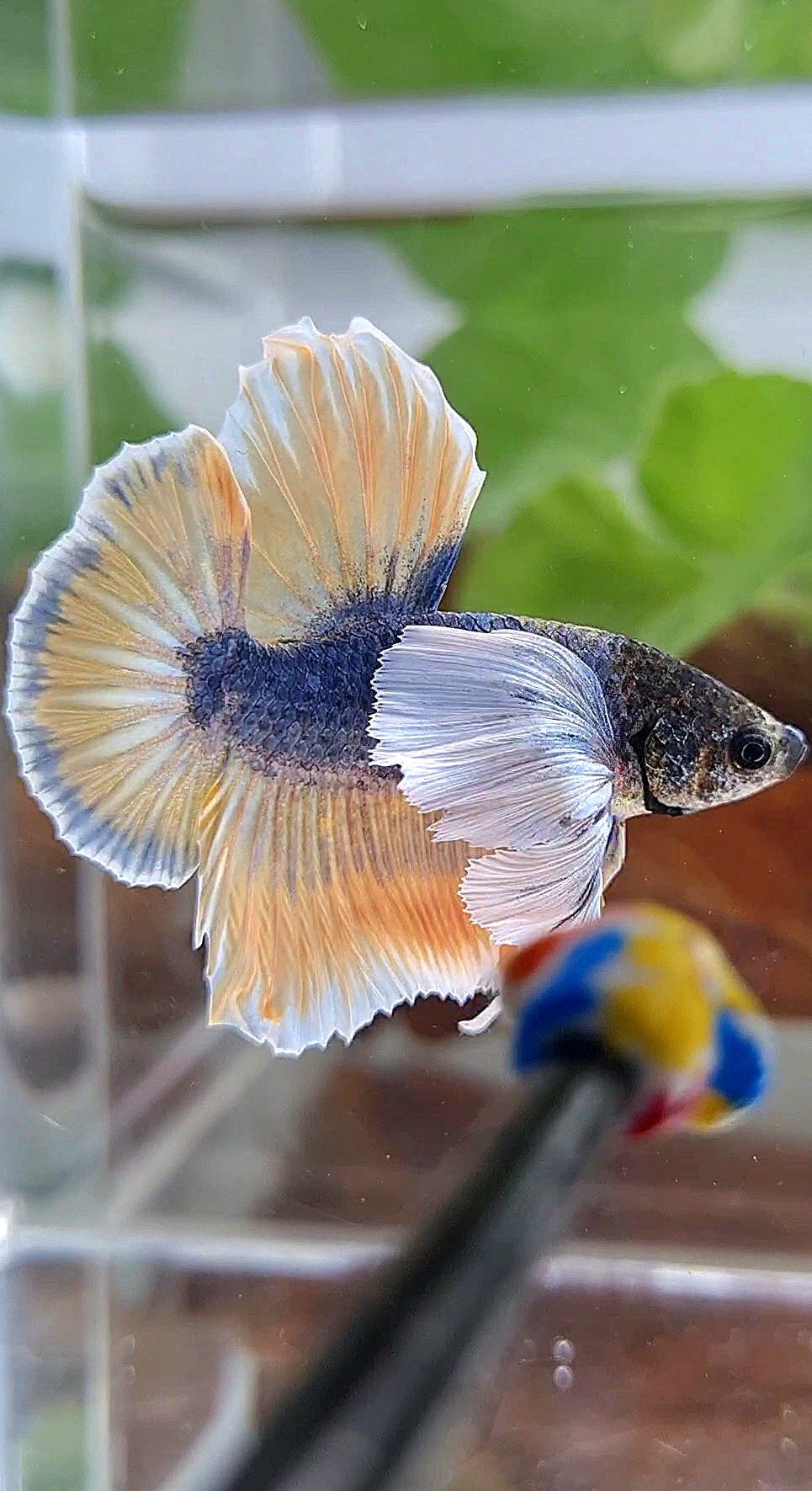 HMPK SUPER DUMBO EAR YELLOW BLUE MASCOT BETTA FISH