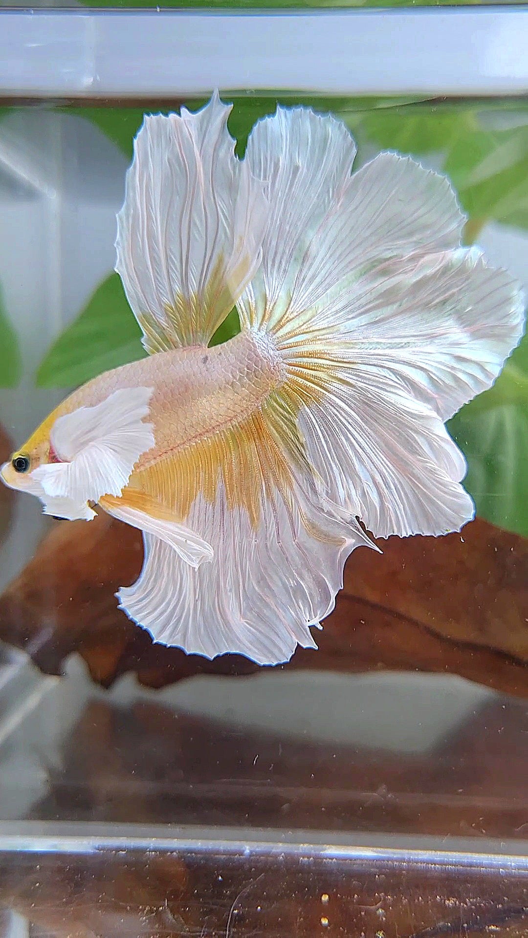 HALFMOON ROSETAIL DUMBO EAR GOLD BUTTERFLY BETTA FISH