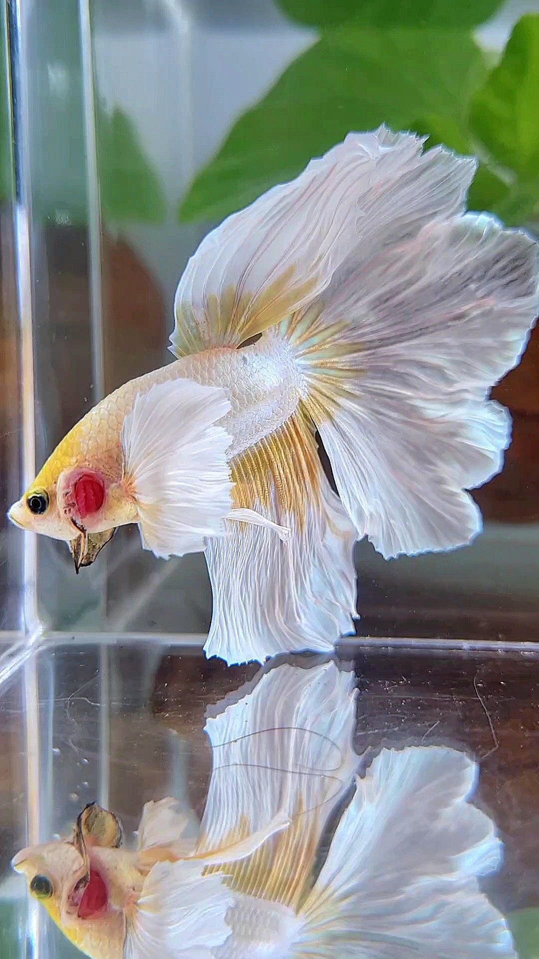 HALFMOON ROSETAIL DUMBO EAR GOLD BUTTERFLY BETTA FISH