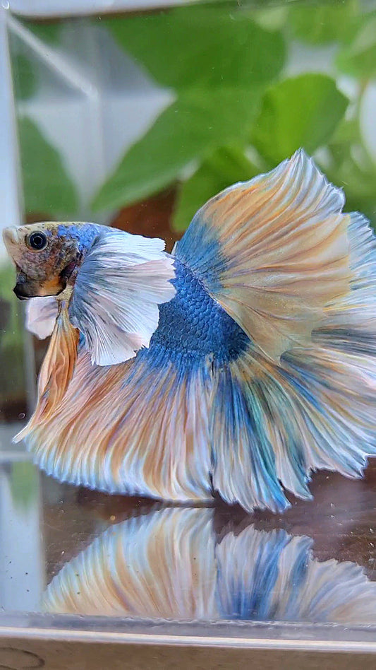 XL HALFMOON ROSETAIL SUPER DUMBO EAR YELLOW BLUE MASCOT BETTA FISH