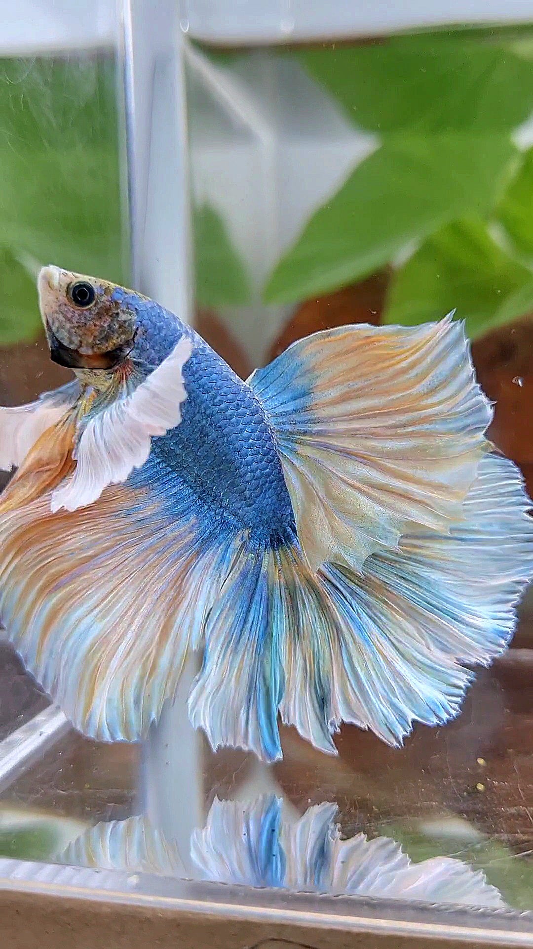 XL HALFMOON ROSETAIL SUPER DUMBO EAR YELLOW BLUE MASCOT BETTA FISH
