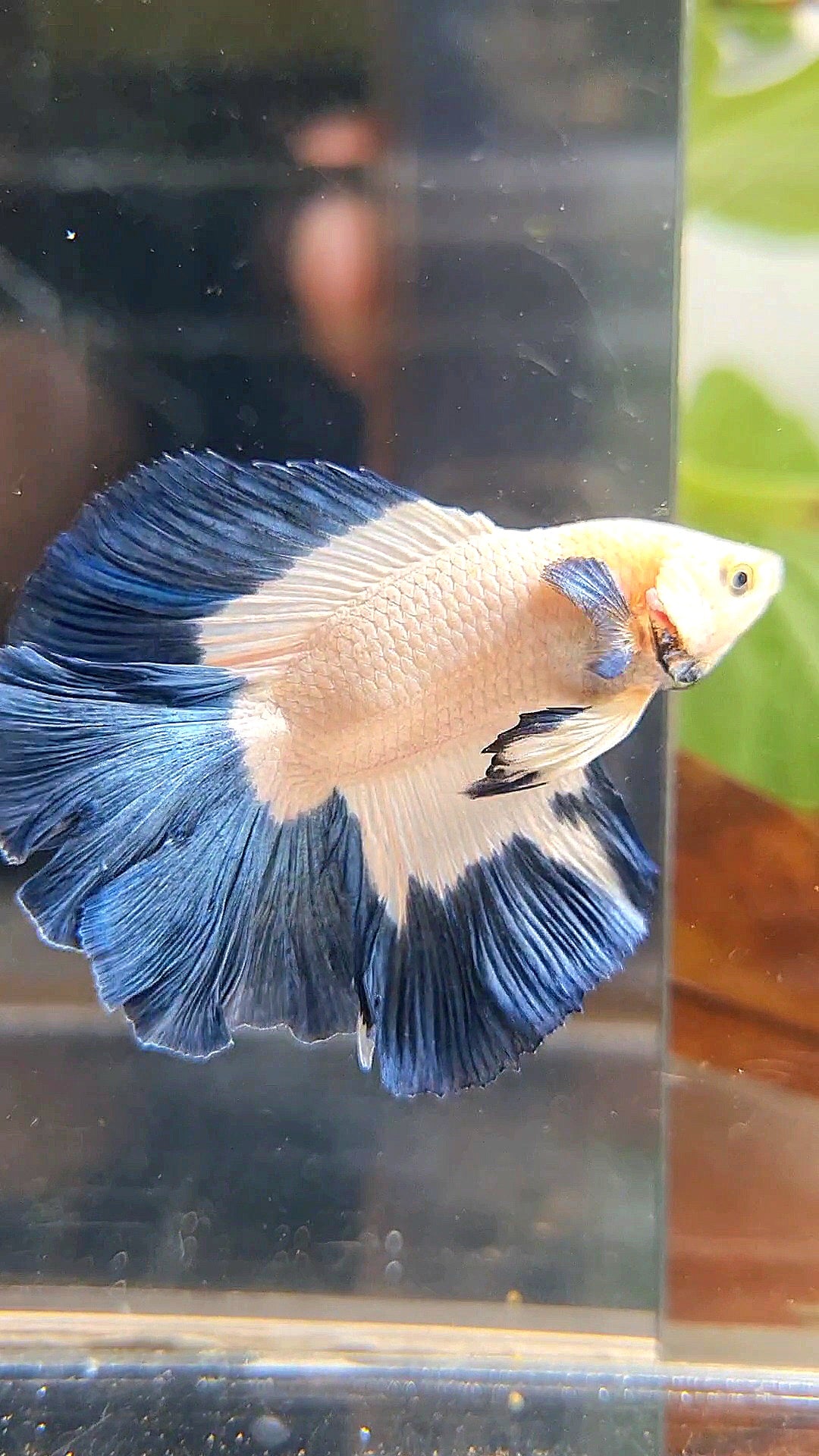LUXURY HALFMOON DOUBLE TAIL BLUE RIM BUTTERFLY BETTA FISH