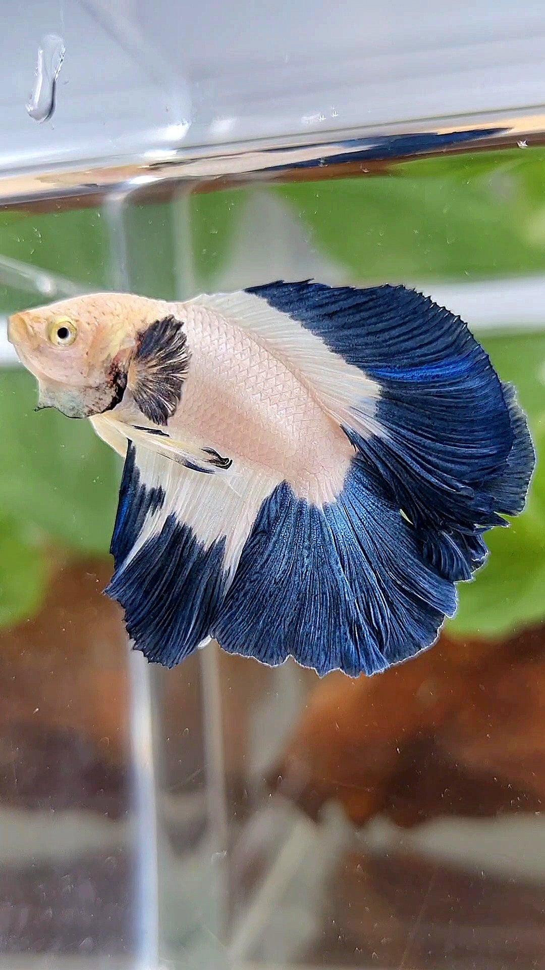 LUXURY HALFMOON DOUBLE TAIL BLUE RIM BUTTERFLY BETTA FISH