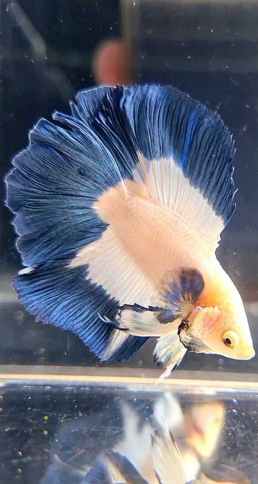 LUXURY HALFMOON DOUBLE TAIL BLUE RIM BUTTERFLY BETTA FISH
