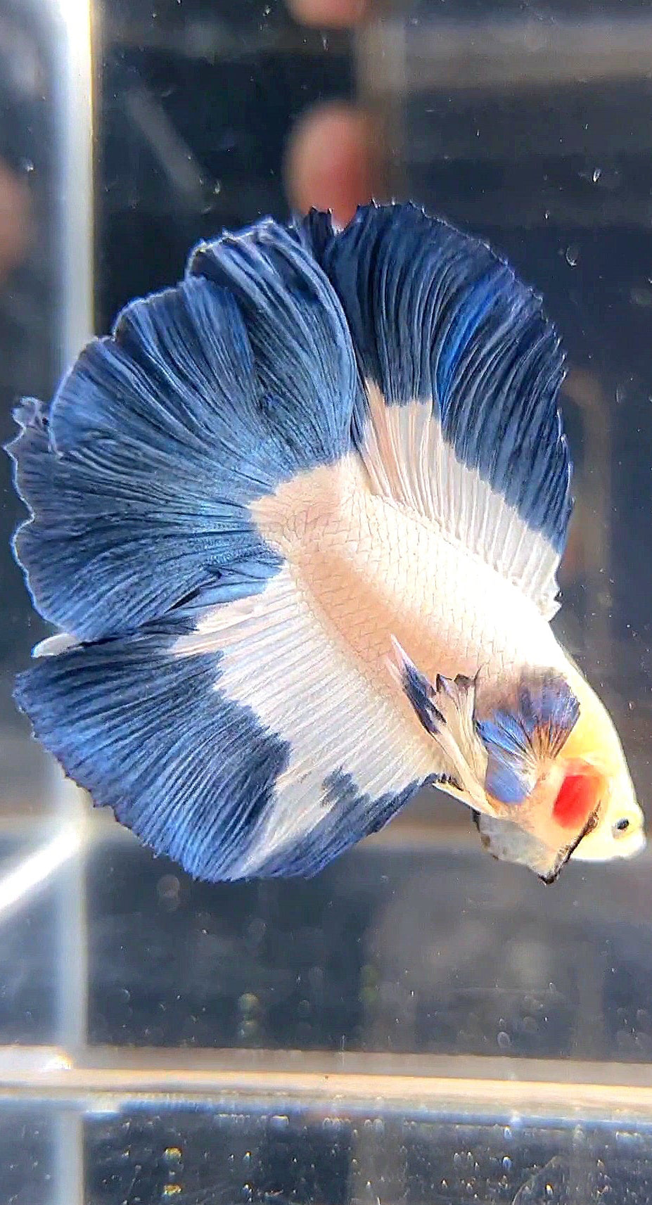 LUXURY HALFMOON DOUBLE TAIL BLUE RIM BUTTERFLY BETTA FISH