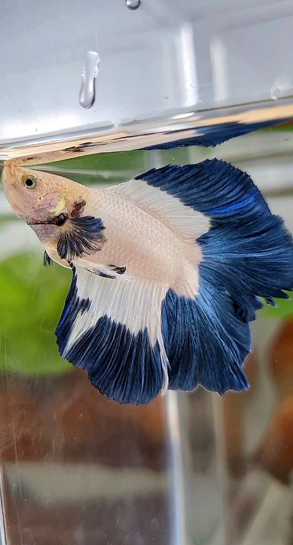 LUXURY HALFMOON DOUBLE TAIL BLUE RIM BUTTERFLY BETTA FISH