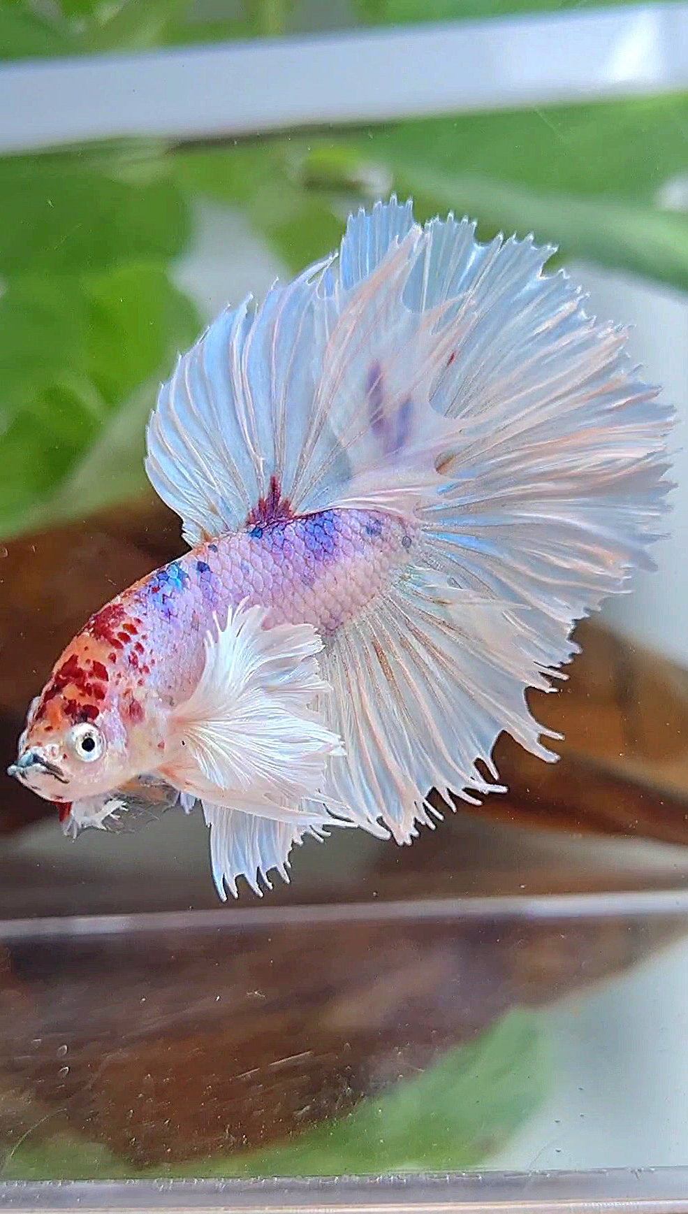 HALFMOON SUPER DUMBO EAR ROSETAIL WHITE CANDY MULTICOLOR BETTA FISH
