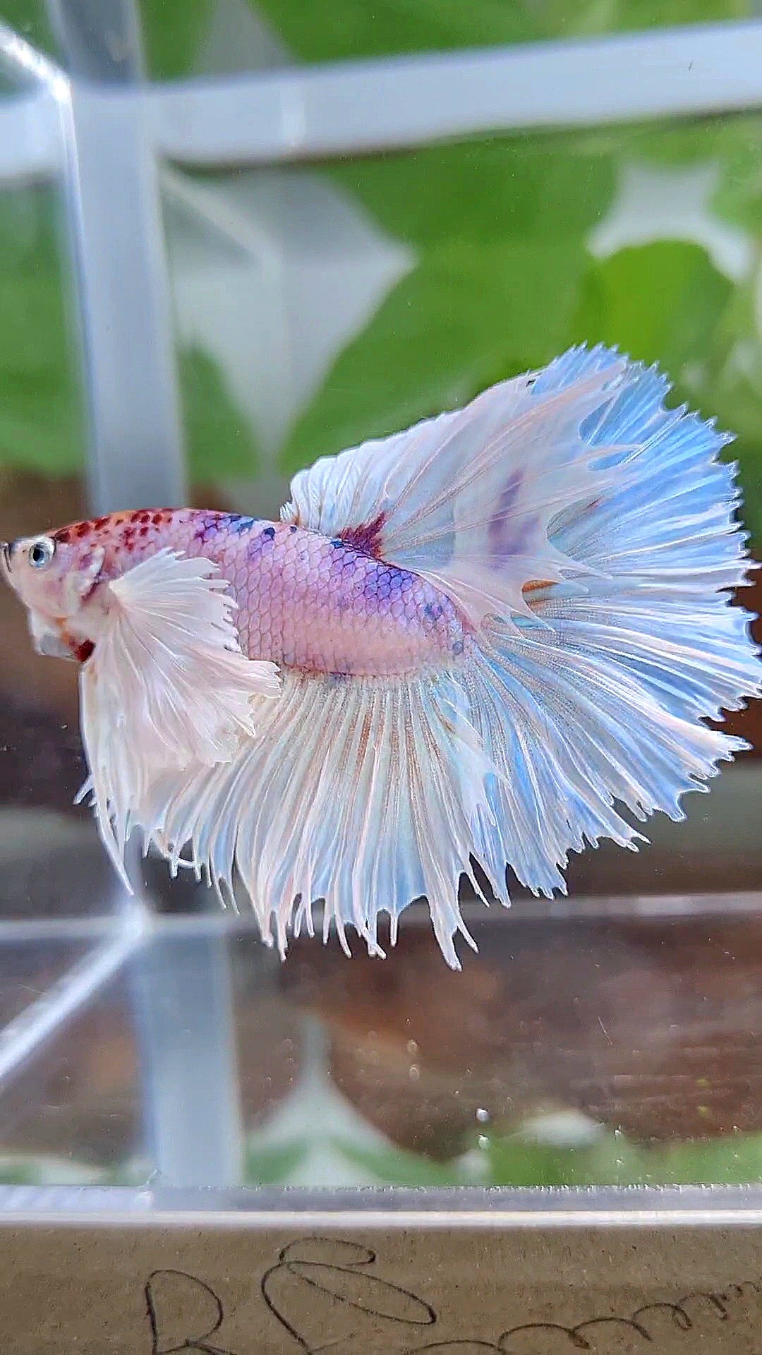 HALFMOON SUPER DUMBO EAR ROSETAIL WHITE CANDY MULTICOLOR BETTA FISH