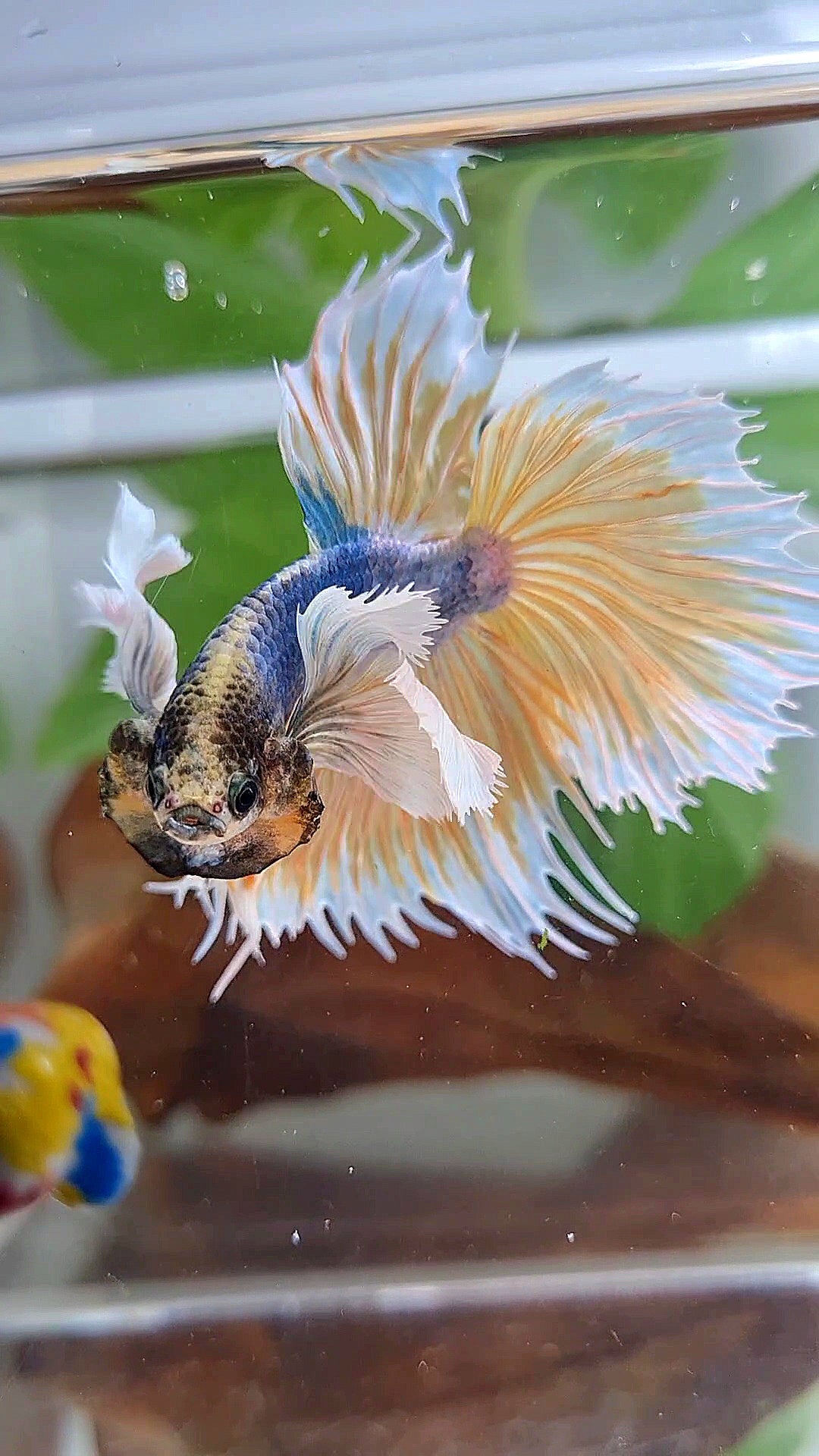 XL HALFMOON CROWNTAIL SUPER DUMBO EAR YELLOW BLUE MASCOT BETTA FISH