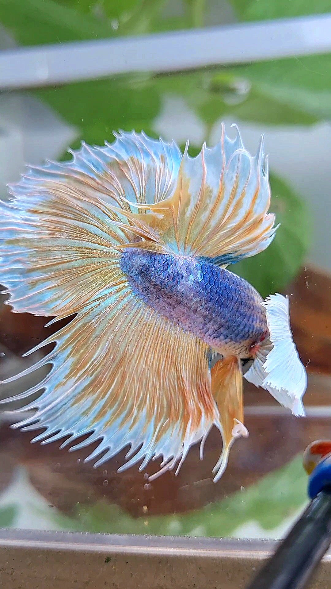 XL HALFMOON CROWNTAIL SUPER DUMBO EAR YELLOW BLUE MASCOT BETTA FISH