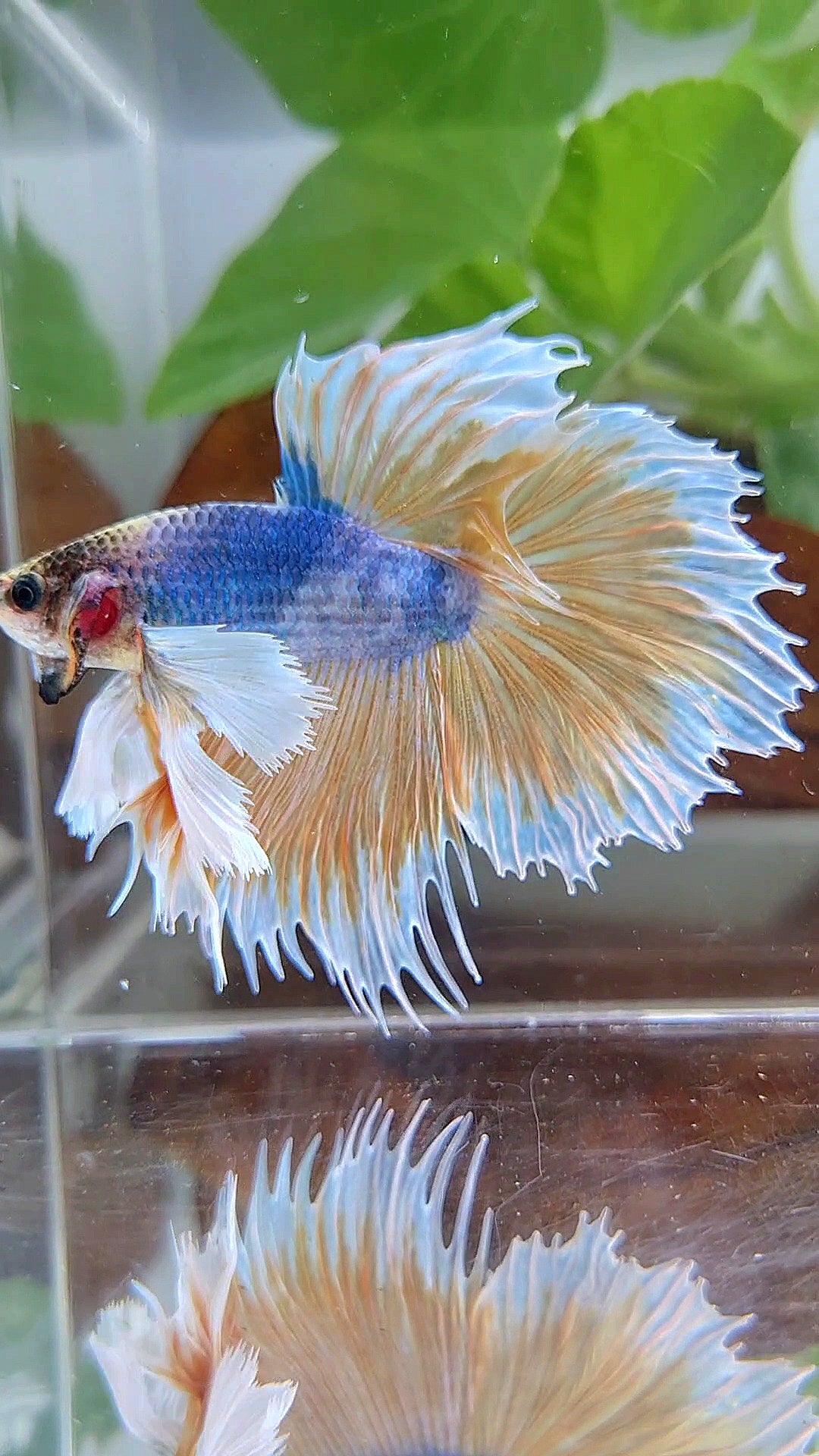 XL HALFMOON CROWNTAIL SUPER DUMBO EAR YELLOW BLUE MASCOT BETTA FISH