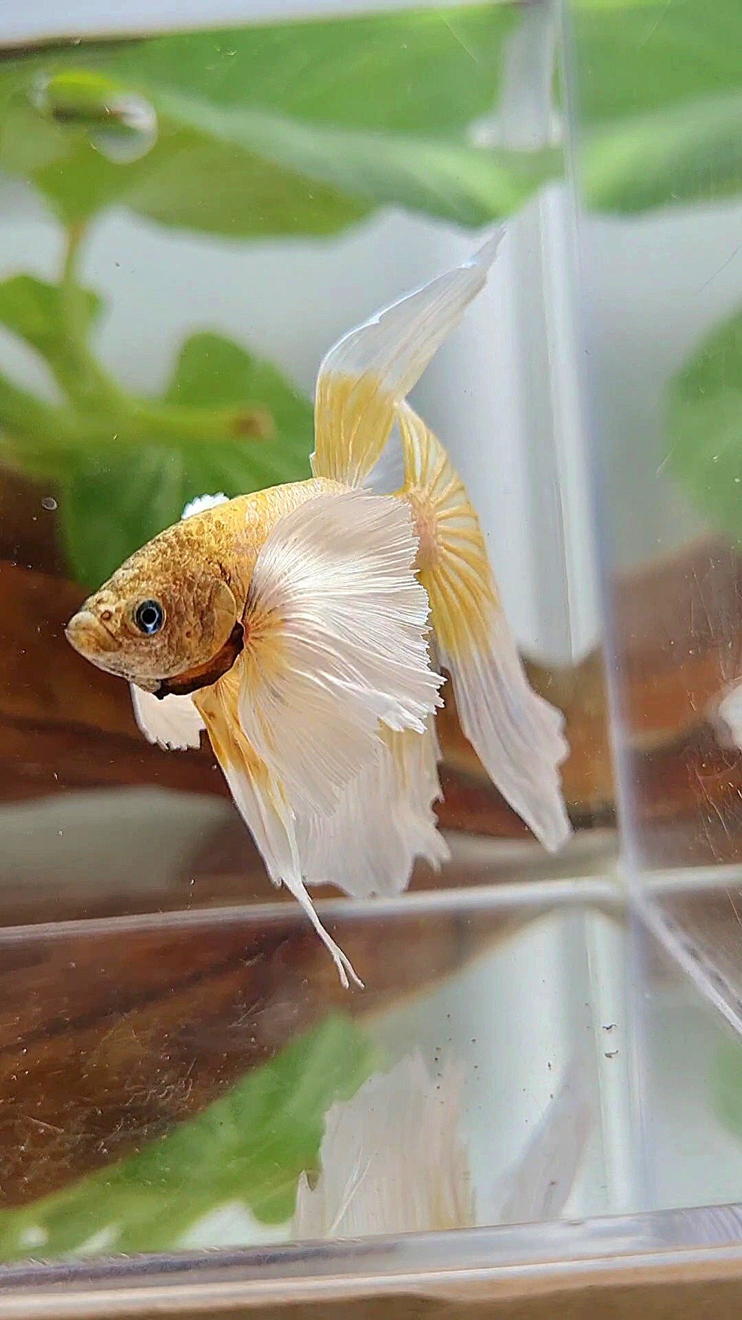 HALFMOON SUPER DUMBO EAR GOLD BUTTERFLY BETTA FISH
