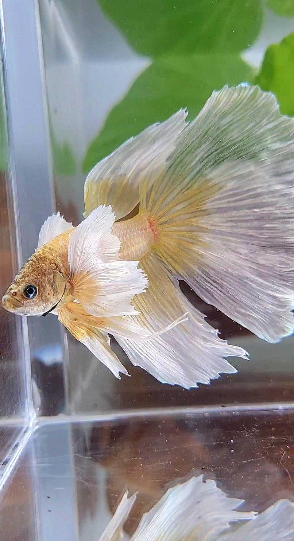 HALFMOON SUPER DUMBO EAR GOLD BUTTERFLY BETTA FISH