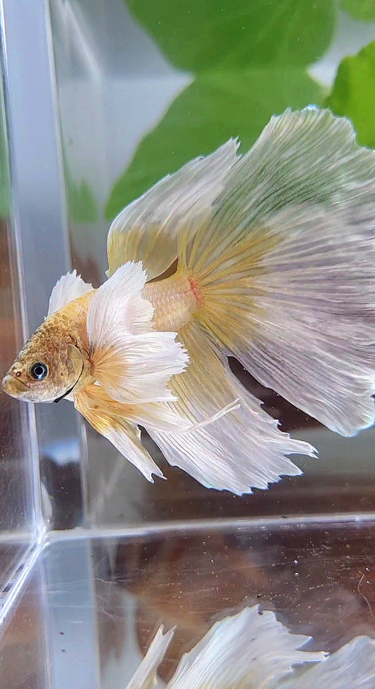 HALFMOON SUPER DUMBO EAR GOLD BUTTERFLY BETTA FISH