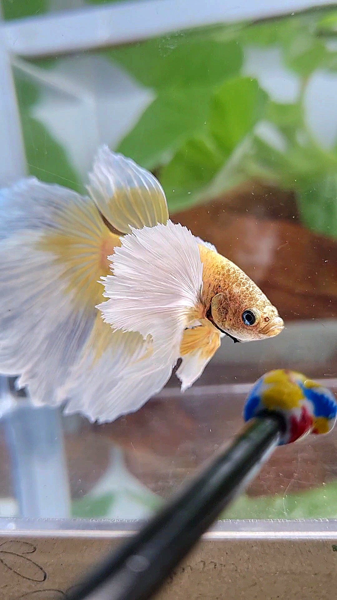 HALFMOON SUPER DUMBO EAR GOLD BUTTERFLY BETTA FISH