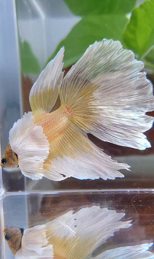 HALFMOON SUPER DUMBO EAR GOLD BUTTERFLY BETTA FISH