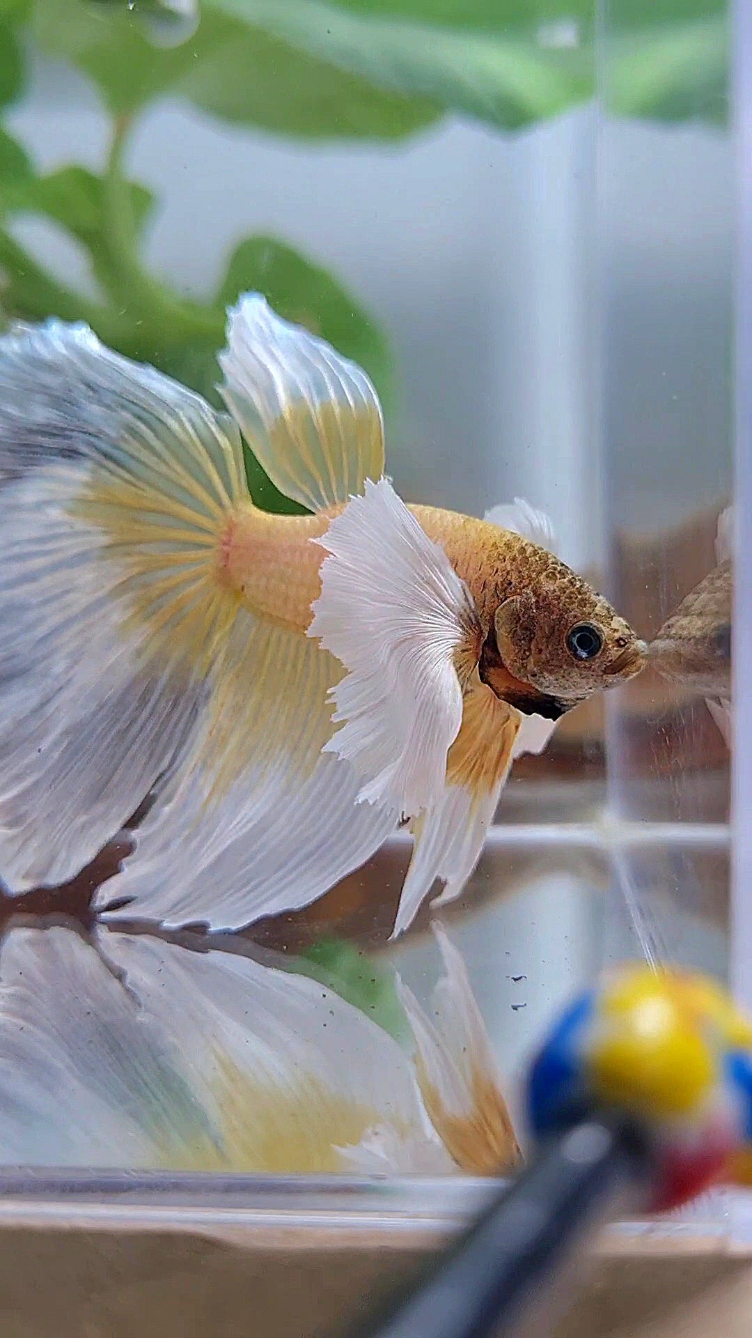 HALFMOON SUPER DUMBO EAR GOLD BUTTERFLY BETTA FISH