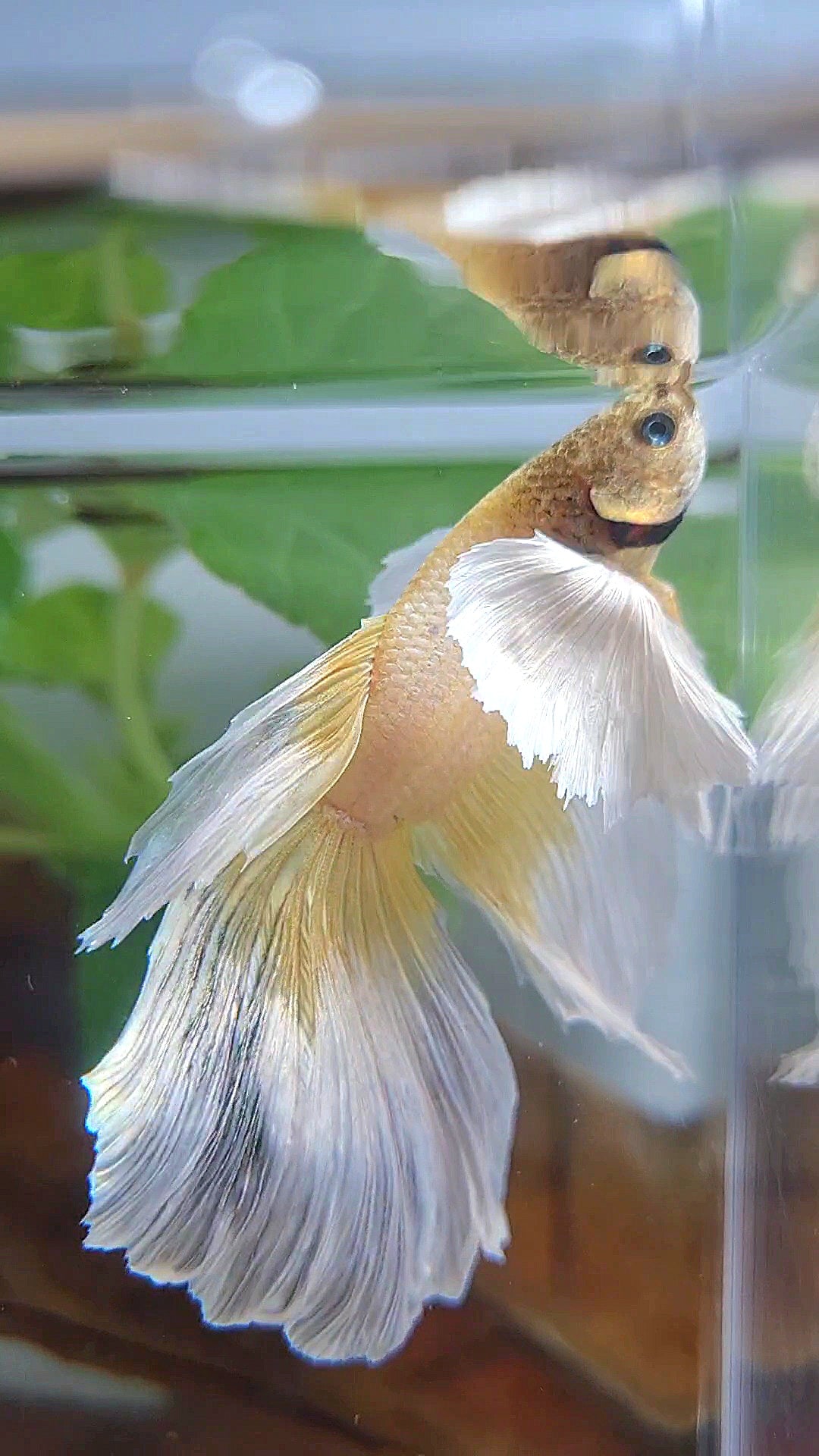 HALFMOON SUPER DUMBO EAR GOLD BUTTERFLY BETTA FISH