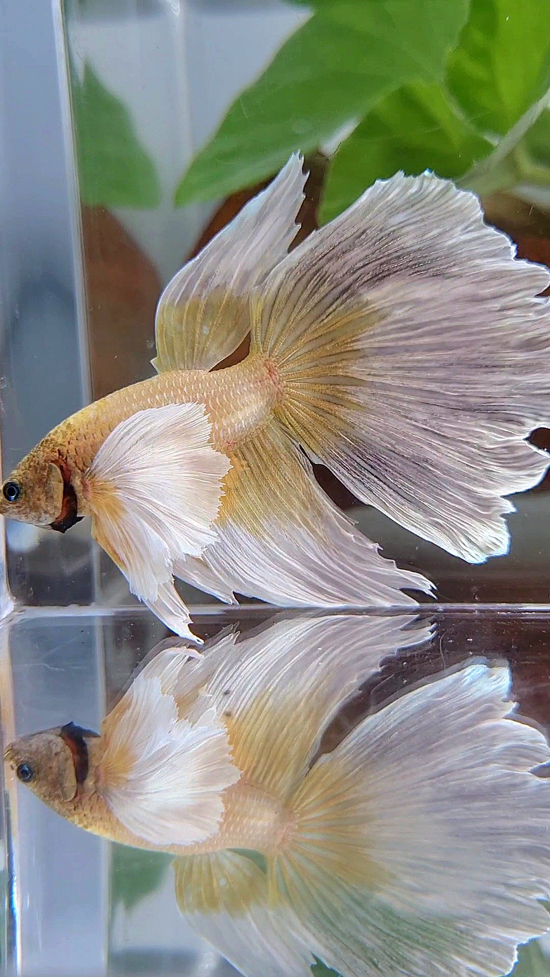 HALFMOON SUPER DUMBO EAR GOLD BUTTERFLY BETTA FISH